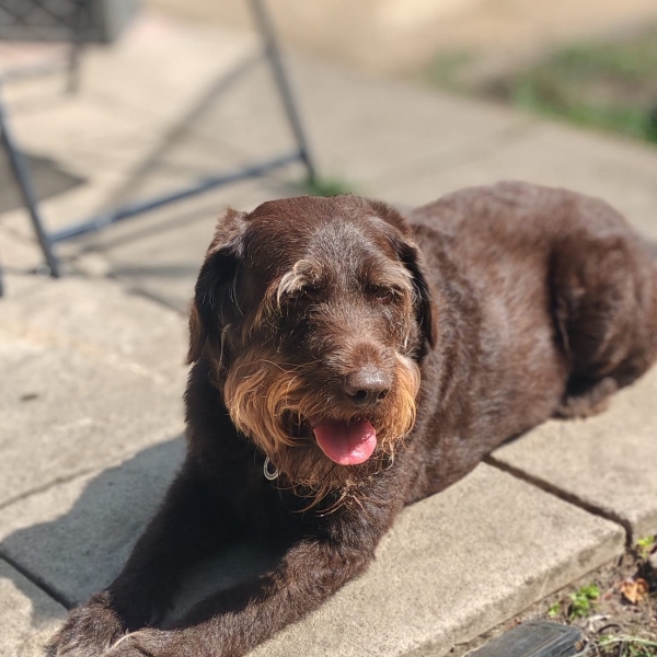 Brambles chilling as always.