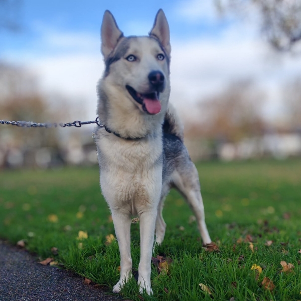 Our husky Red, out on a walk.