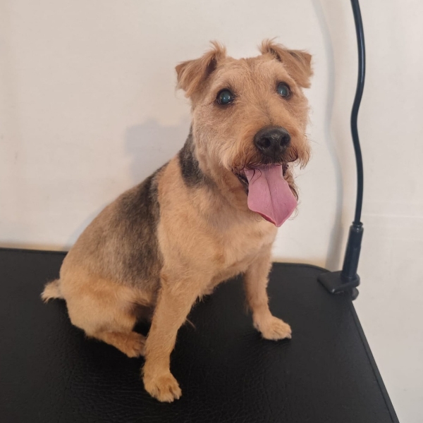 Skip happy after a grooming session.