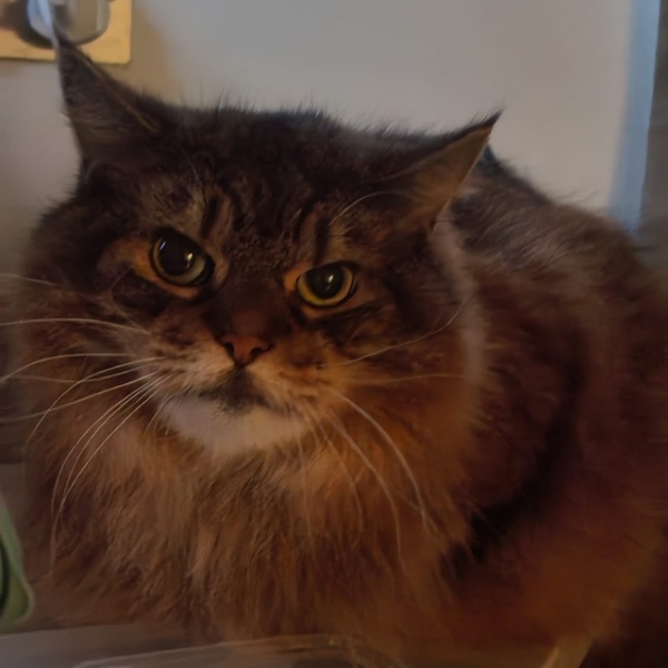 Tiger doesn't like cameras.
