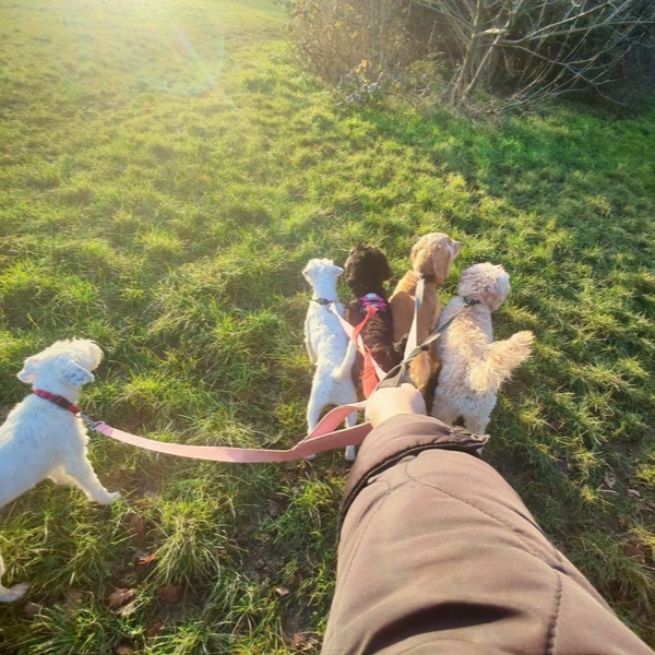 A walk in the country park...