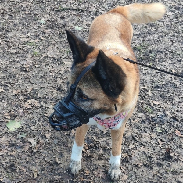 Pita the Akita, loving the park.