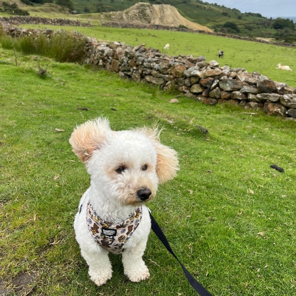 Dexter the maltipoo, with the wind in his sails.