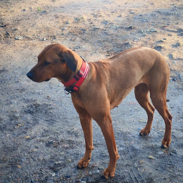 Unknown dog.. 