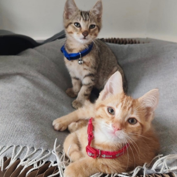 Ziggy & Pumpkin the kittens!